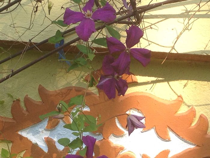 image - Plante 2015