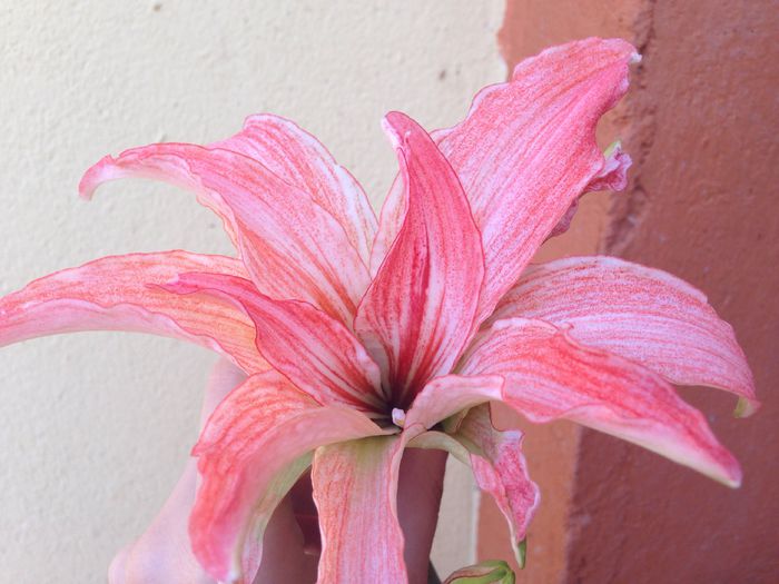 crin de giveci - Plante 2015