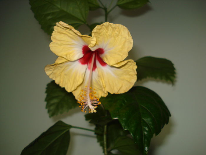 DSC02596 - Hibiscus Sylvia Goodman