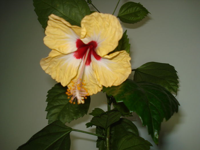 DSC02597 - Hibiscus Sylvia Goodman