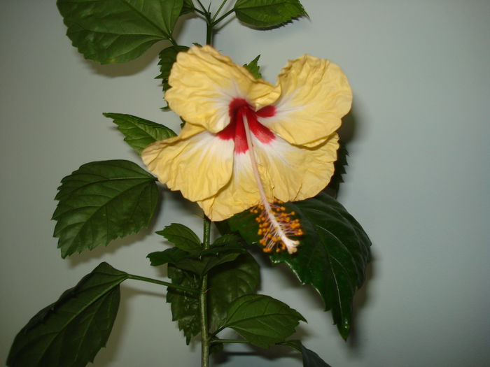 DSC02599 - Hibiscus Sylvia Goodman