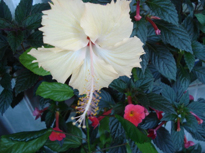 DSC02669 - Hibiscus Sprinkle Rain