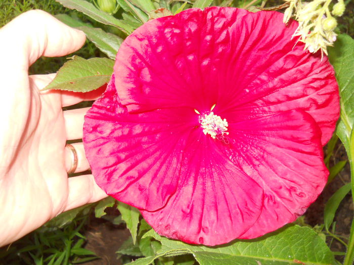 cranberry crush; olgutza
