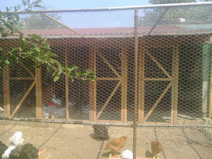 11721275_946930298697476_1361745629_n