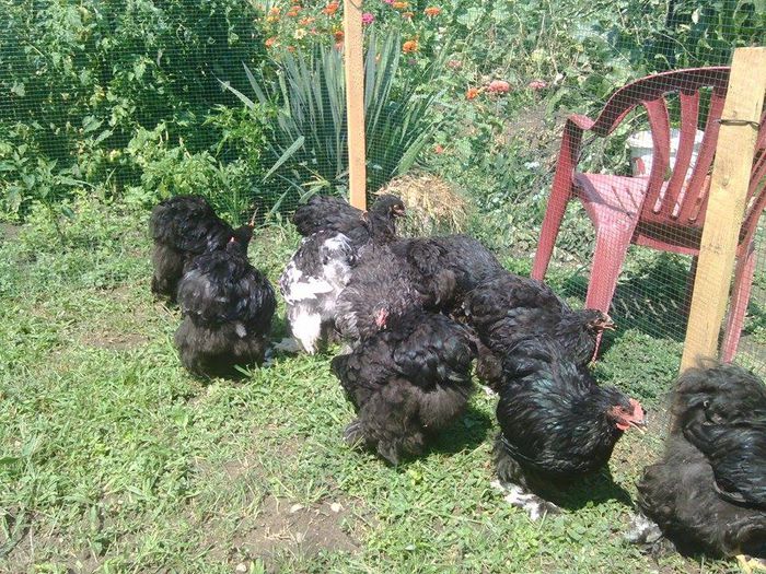 11721809_946930188697487_1367423430_n