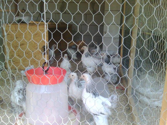 11748550_946930162030823_911050170_n