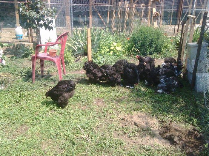 11748704_946930238697482_1716497327_n