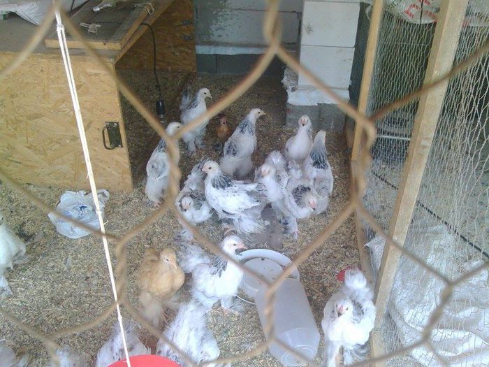 11749527_946930158697490_1583350357_n