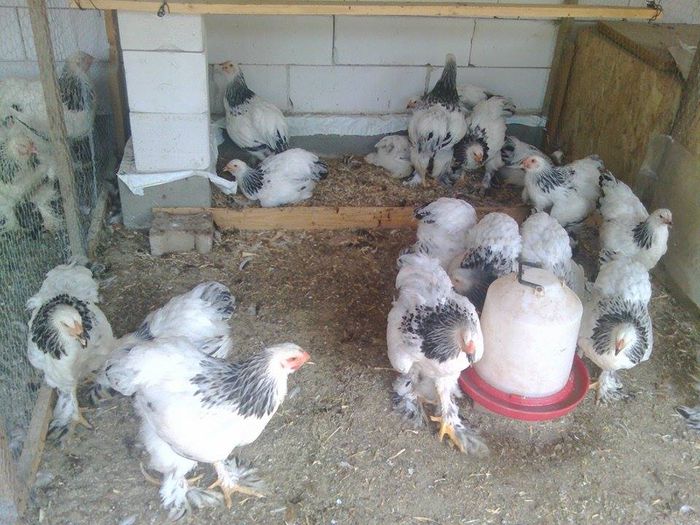 11749611_946930172030822_1380876130_n