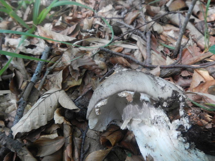 DSCN3195 - Amanita excelsa varianta spissa