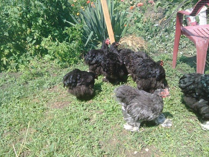 11753740_946930198697486_872160225_n