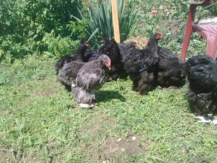 11756497_946930202030819_2035065918_n