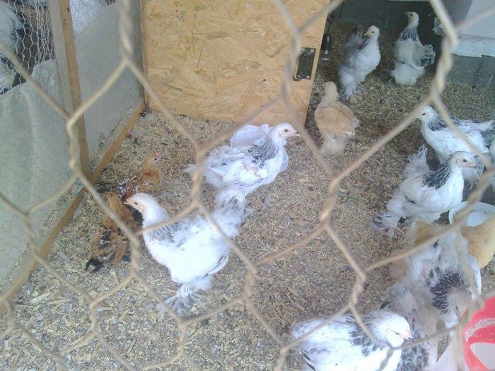 11774678_946930142030825_585653288_n