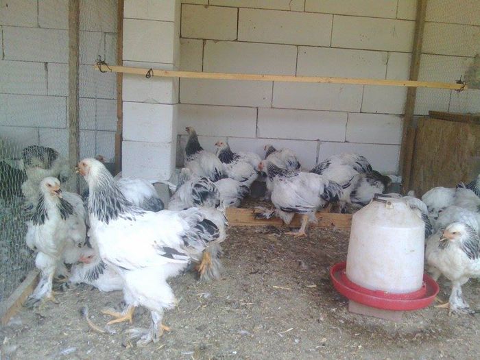 11780522_946930182030821_1713695259_n