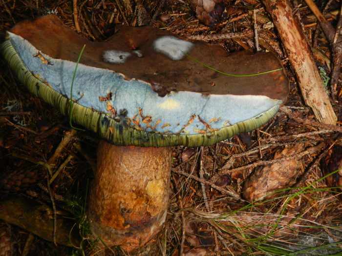 DSCN5426 - Boletus erythropus - probabil