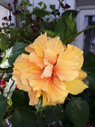 20150712_160336 - Hibiscus 2015