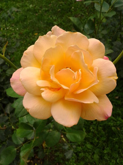 Fotografie0011 - AAAAA_R_TRANDAFIRI 2015_2017