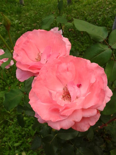 Fotografie0012 - AAAAA_R_TRANDAFIRI 2015_2017