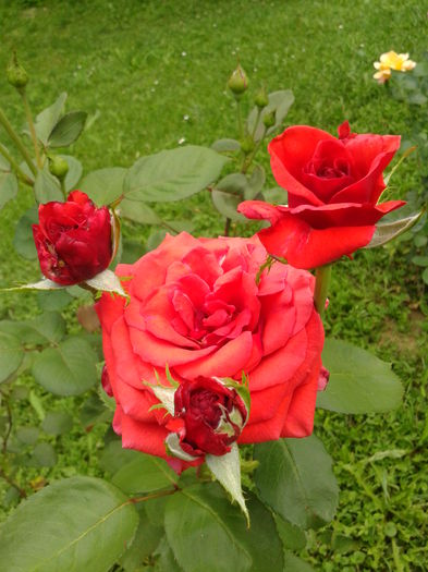 Fotografie0042 - AAAAA_R_TRANDAFIRI 2015_2017