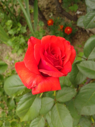 Fotografie0044 - AAAAA_R_TRANDAFIRI 2015_2017