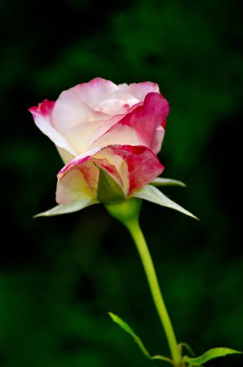 07.2015 - Double Delight