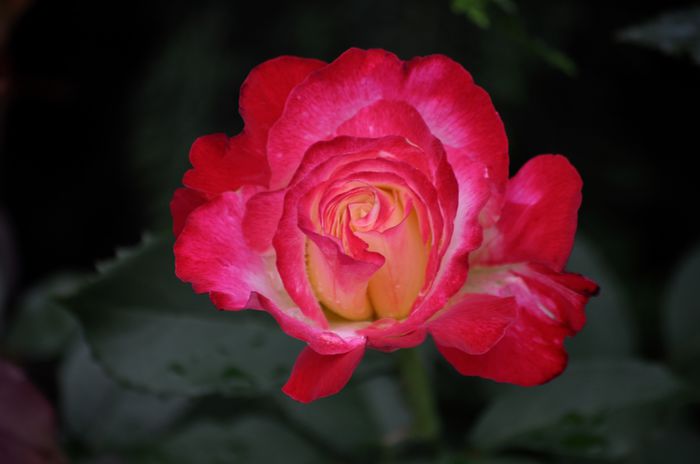 07.2015 - Double Delight