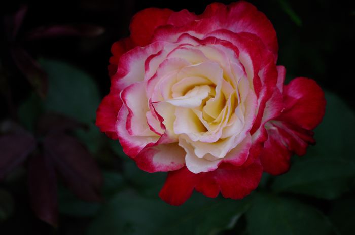 07.2015 - Double Delight