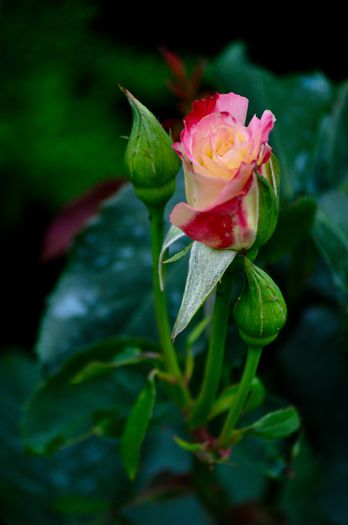 07.2015 - Double Delight