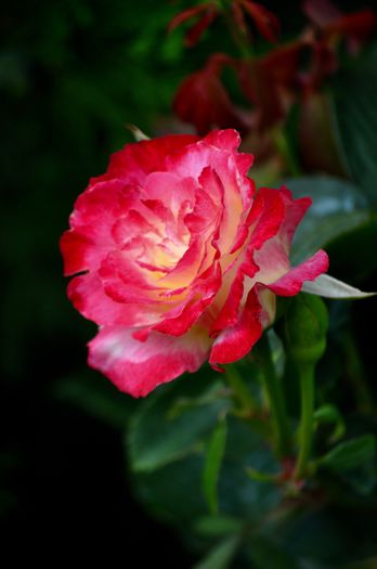 07.2015 - Double Delight