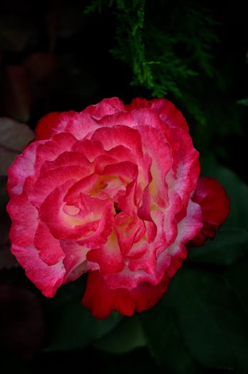 07.2015 - Double Delight