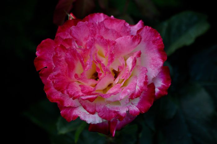 07.2015 - Double Delight