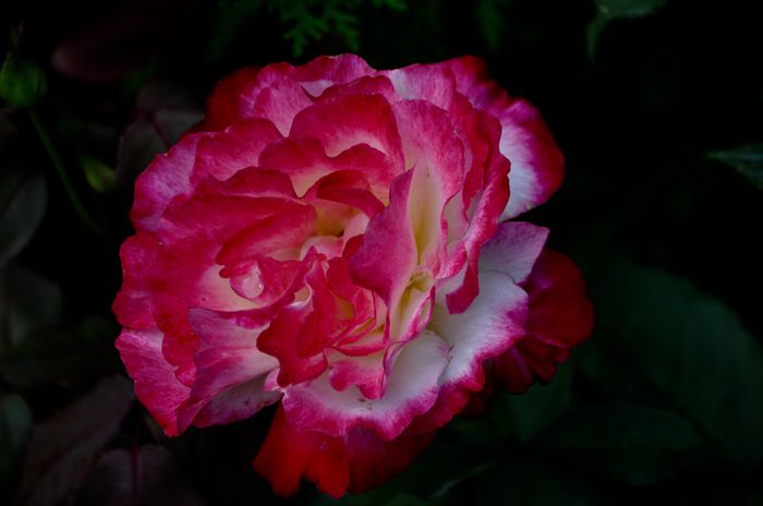 07.2015 - Double Delight