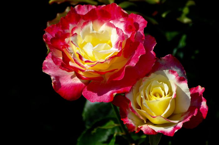 07.2015 - Double Delight