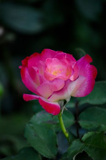 07.2015 - Double Delight