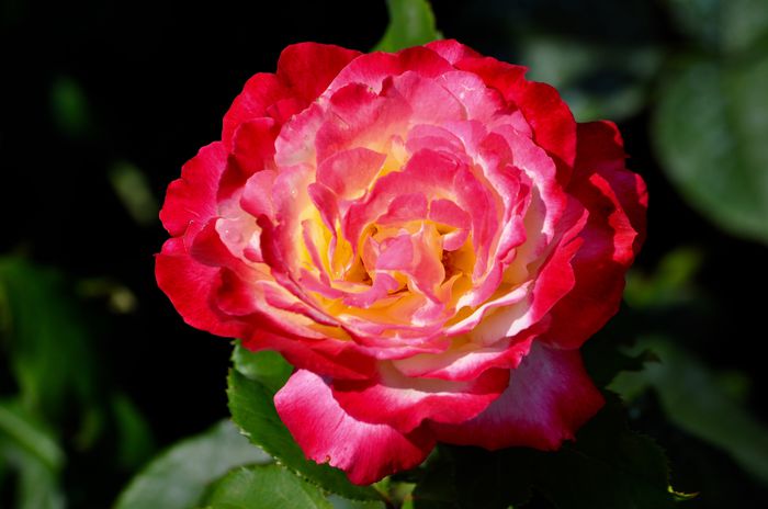 07.2015 - Double Delight