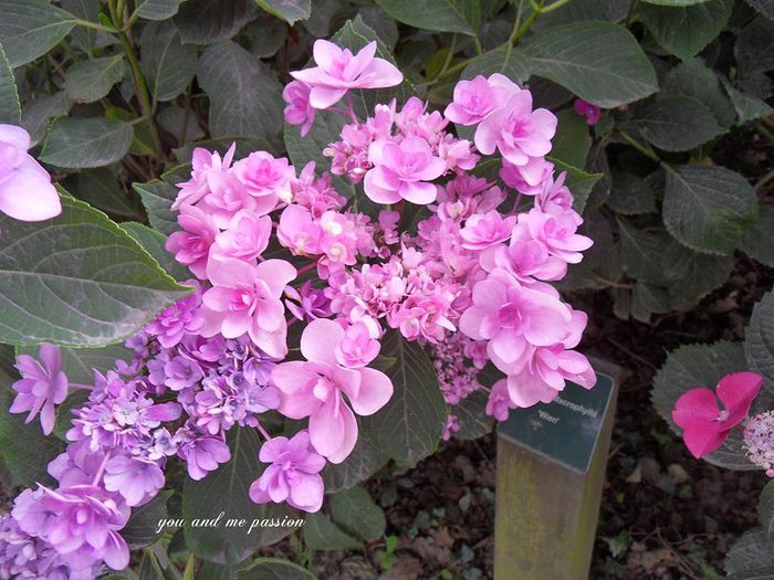 hortensia16