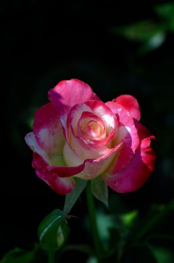 07.2015 - Double Delight