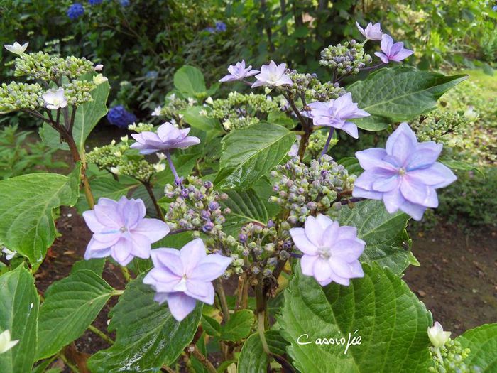 hortensii5 - Hortensii pentru Mihaela