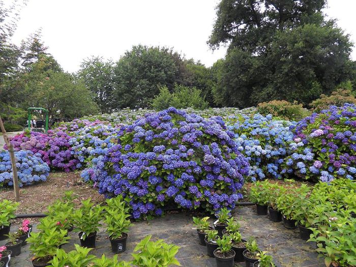 hortensii9