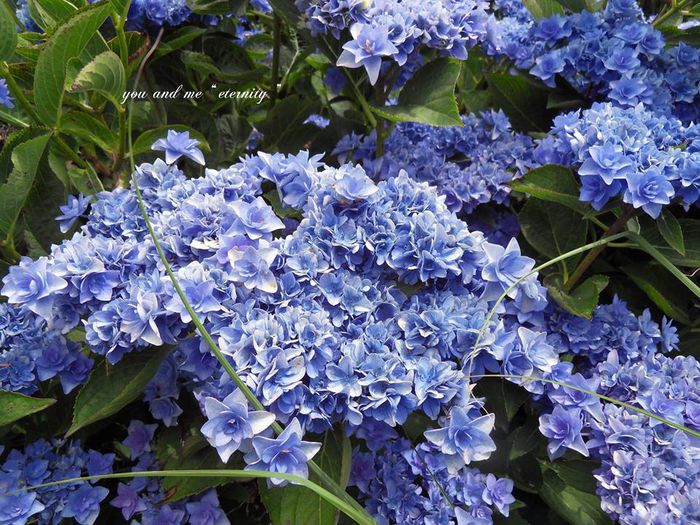 hortensii15