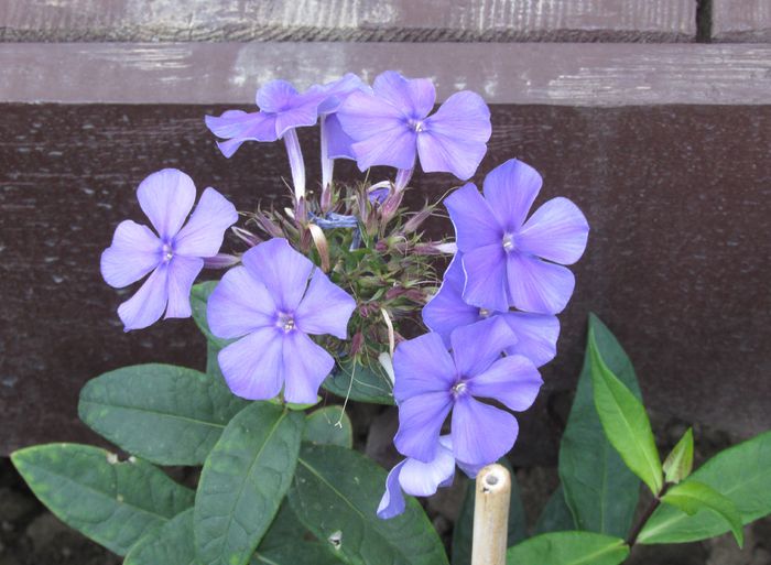 phlox Blue Paradise
