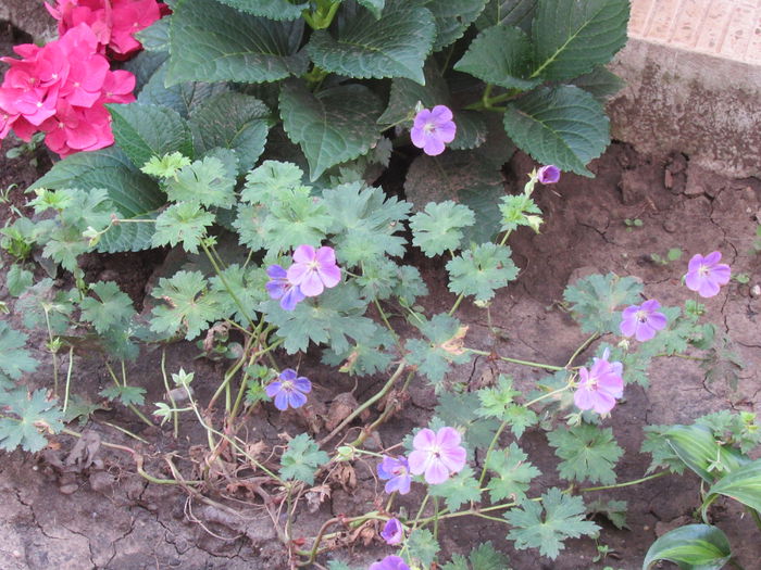 geranium rozanne, al doilea :))