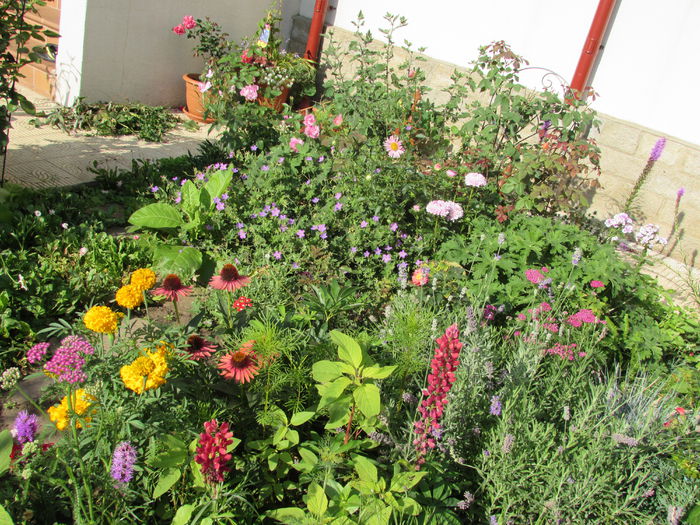 13 iulie - 2015 plantele mele - II
