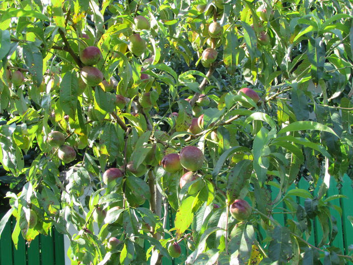 nectarine multe, multe..