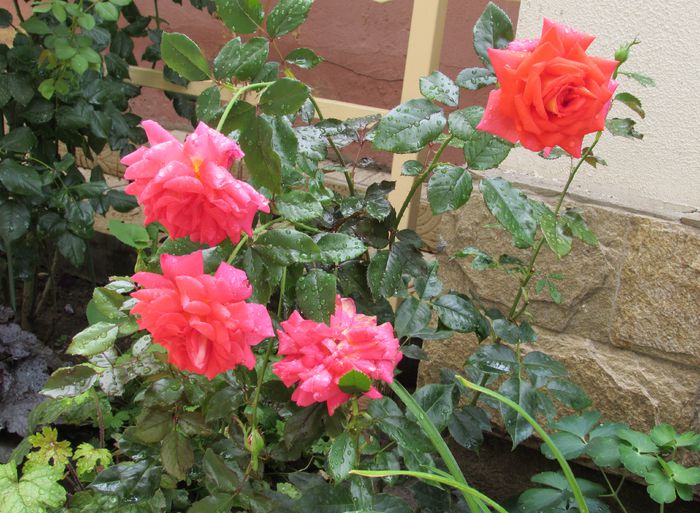 Parfum de Grasse - 2015 trandafiri -IV