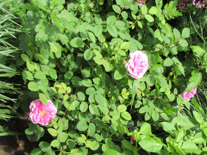 England s Rose