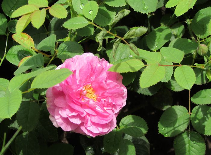 England s Rose