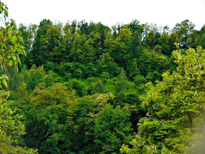 DSC07899 - Poze natura
