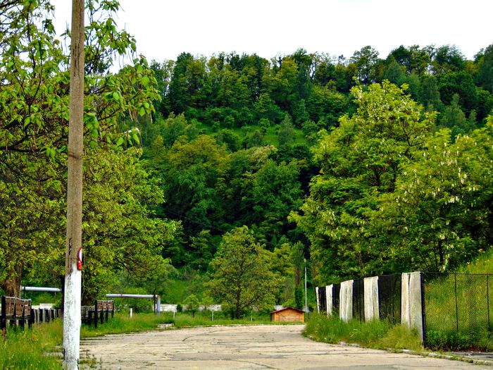 DSC07901 - Poze natura