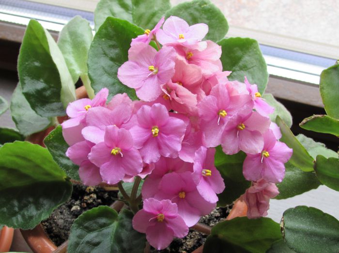 14 iulie, violete de parma